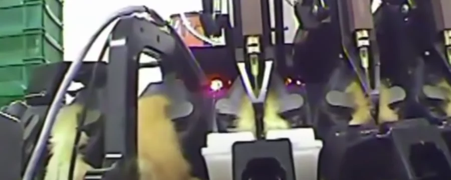 Female chicks being debeaked